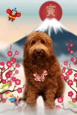 くぅくんサムネイル