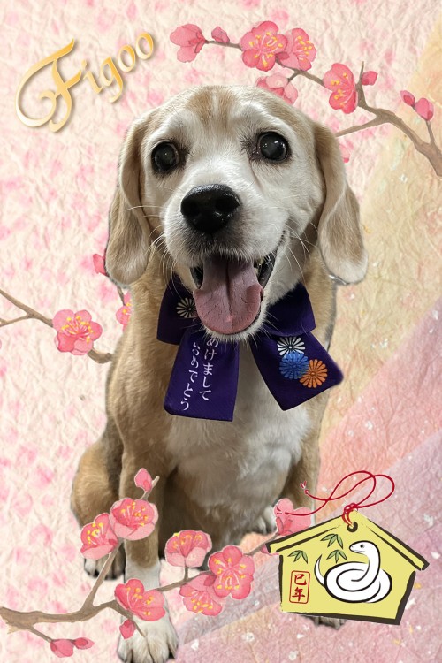 エルモ君