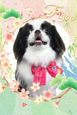 ハコちゃんサムネイル