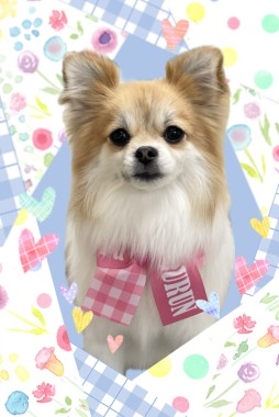 ソフィちゃんサムネイル
