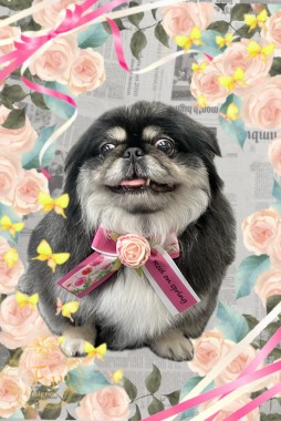 黒豆ちゃんサムネイル