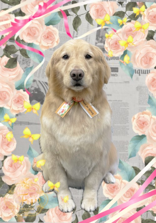 hana