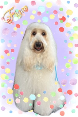 ポン吉くんサムネイル