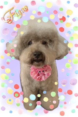チョコちゃんサムネイル