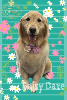 はなちゃんサムネイル
