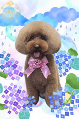 花ちゃんサムネイル