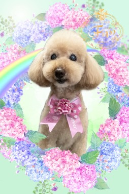 ココアちゃんサムネイル