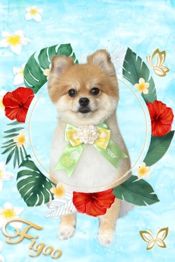 ほたてちゃんサムネイル