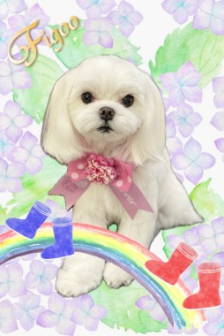 ココちゃんサムネイル