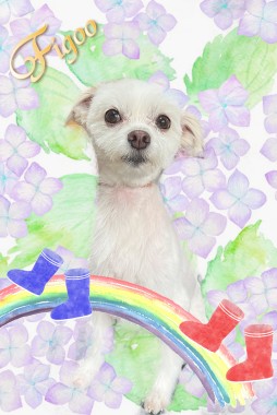 ココちゃんサムネイル