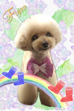 COCOちゃんサムネイル