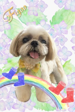 ハリーくんサムネイル