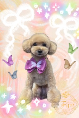 こむぎちゃんサムネイル