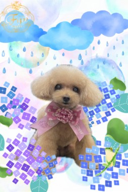 つぼみちゃんサムネイル
