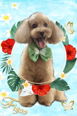 ハリーくんサムネイル