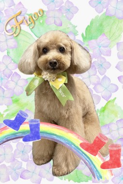 ハリーくんサムネイル