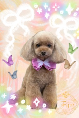 chocolatちゃんサムネイル