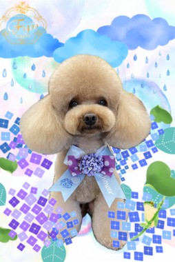 ココアちゃんサムネイル