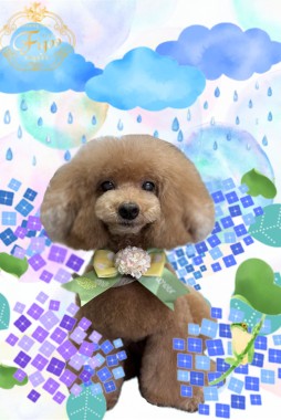 ココちゃんサムネイル
