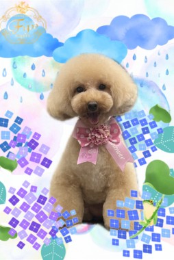 くぅちゃんサムネイル