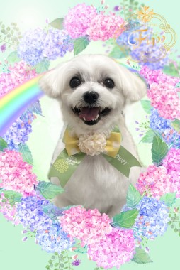 ゴーくんサムネイル