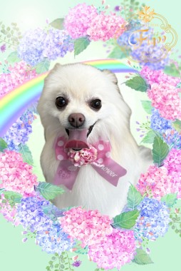 ぽぽちゃんサムネイル