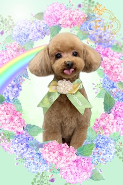 ココくんサムネイル