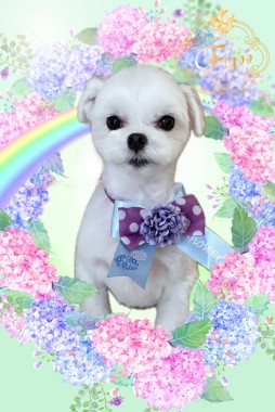 まるくんサムネイル