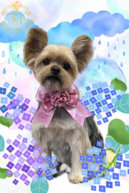 ココちゃんサムネイル