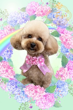 ココちゃんサムネイル
