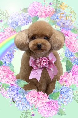 ぱむちゃんサムネイル