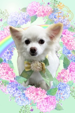 ポポくんサムネイル