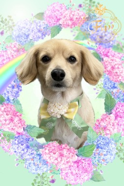 ちゃこくんサムネイル