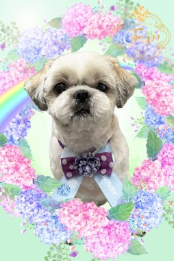 MOWくんサムネイル