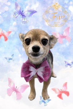 しぇりちゃんサムネイル
