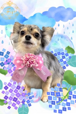 まめこちゃんサムネイル
