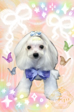 ミーちゃんサムネイル