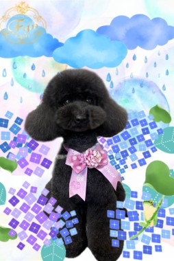 ノアちゃんサムネイル