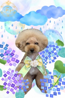 ポコ太くんサムネイル