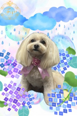 ぽんずちゃんサムネイル