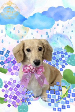 ゆめちゃんサムネイル