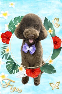 アルバくんサムネイル